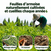 Moxa en vrac - Armoise Pur Norme C.E - sachets de 50g